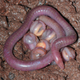 Image for article titled These "Earthworms" Are Actually an Entirely New Family of Amphibian